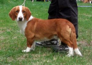 Bloksbergs Nix-Tiko NO51736-12