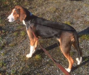 Bloksbergs Sally 6mnd