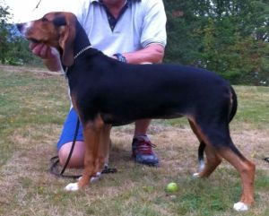 Bloksbergs Stella 5mnd