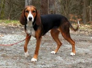 Bloksbergs Stella 12mnd