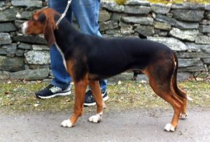 Bloksbergs Stella 12mnd