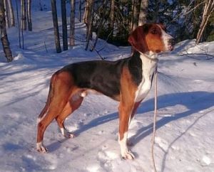 Bloksbergs Micko 12mnd