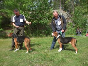 Utanmyra Paavo med Cert, BIR og BIS og Bloksbergs Lilly med Cert og BIM på utstilling Høytorp Fort 2014 