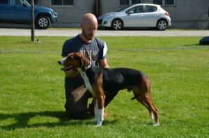 Bloksbergs Micko, til Ståle Strømsodd, oppnådde VG på utstilling i Åmot 2015