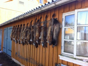 Revefangst 2015-2016