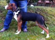 Bloksbergs Varmint 6mnd til Magnus